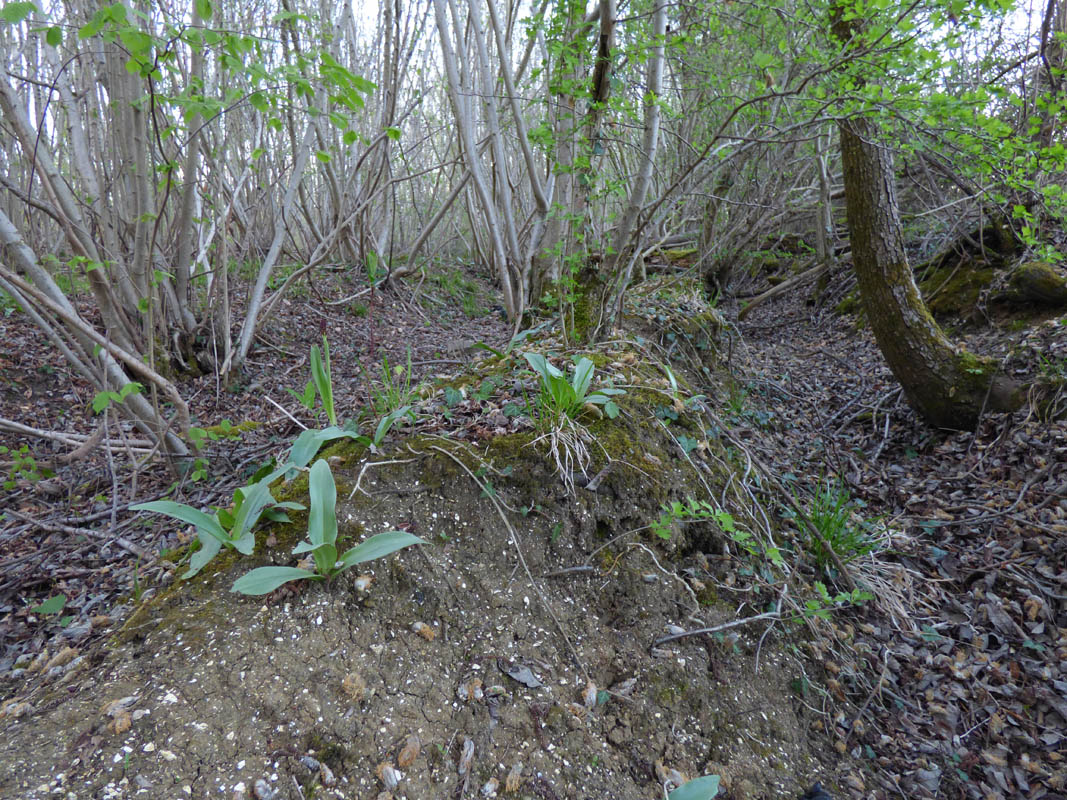 Orchis purpurea